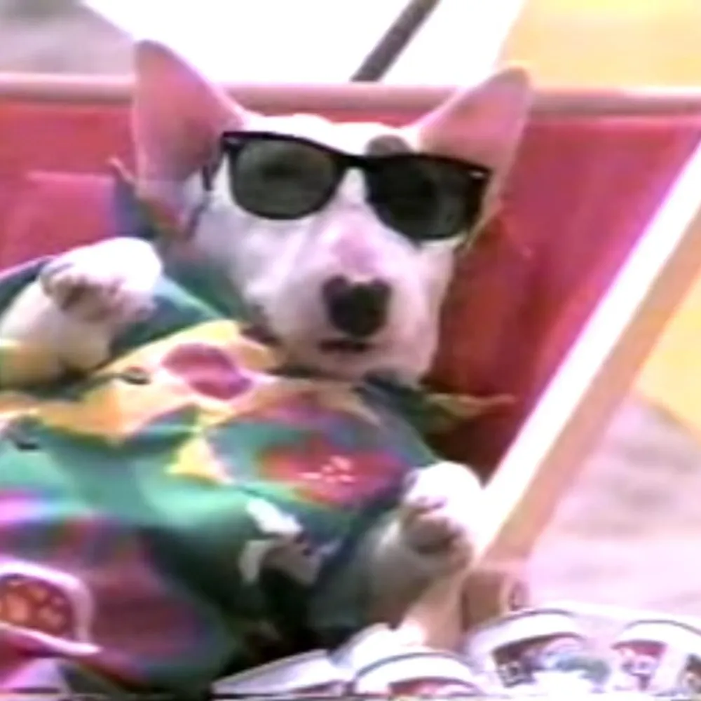 pabstblueronin.bsky.social's profile picture