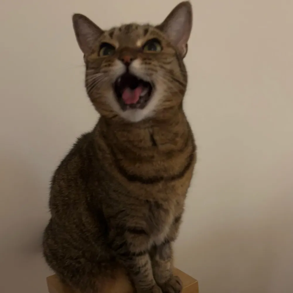 chefesque.bsky.social's profile picture