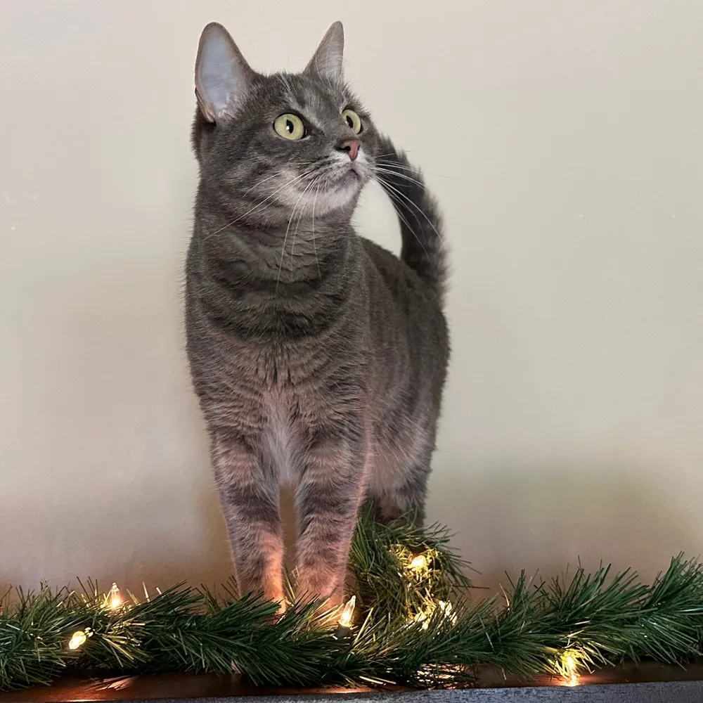 tequilambird.bsky.social's profile picture