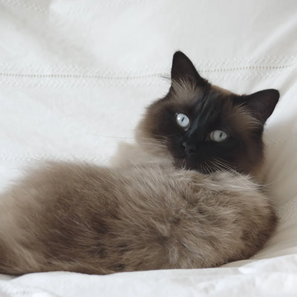 snoozingholly.bsky.social's profile picture