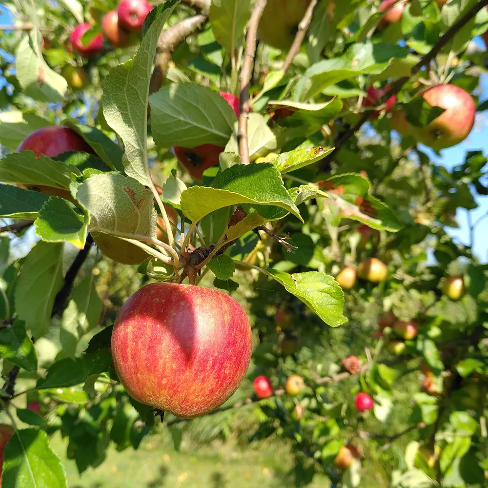 esmeraldastrongarm.bsky.social's profile picture