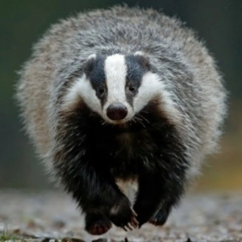 badgermlc.bsky.social's profile picture