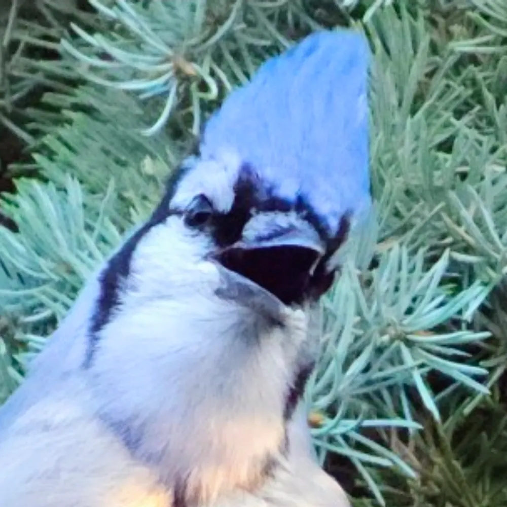 almost-elly.bsky.social's profile picture