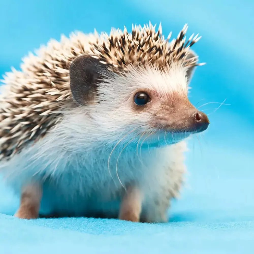 manicmainframezone.bsky.social's profile picture