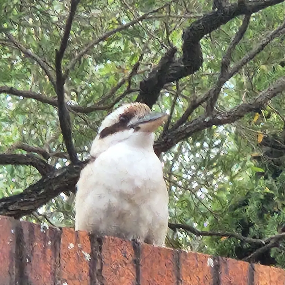 ardtarig.bsky.social's profile picture