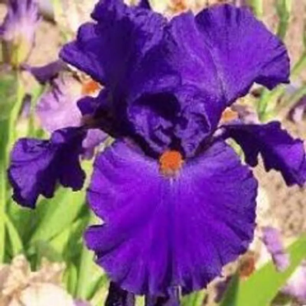 jmareditor.bsky.social's profile picture