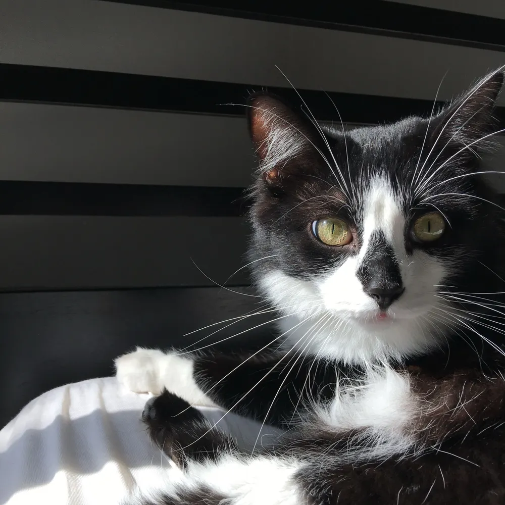 mightyapollo.bsky.social's profile picture