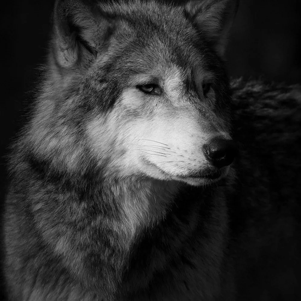 maugrim.bsky.social's profile picture