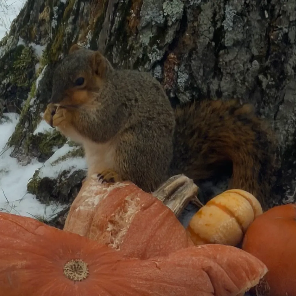 pragmatwist.bsky.social's profile picture