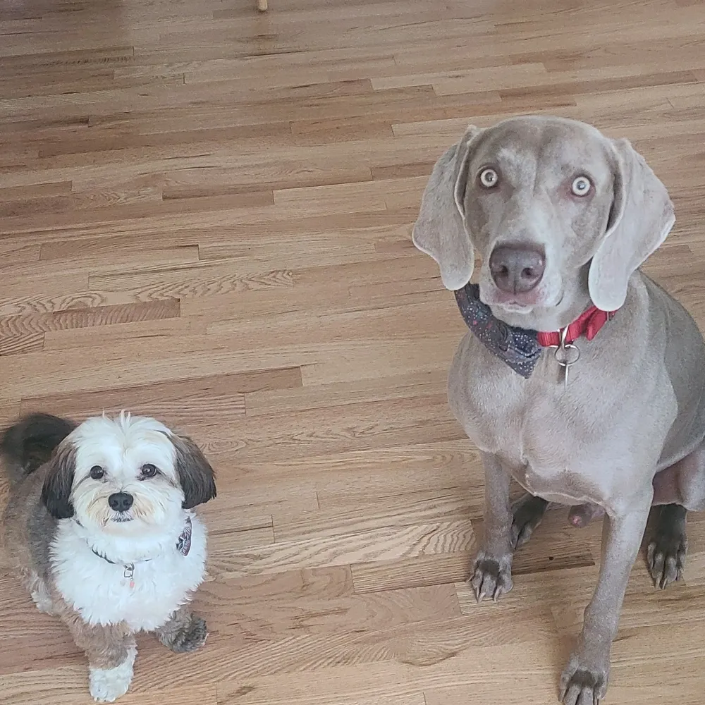 cl-on-the-dl.bsky.social's profile picture