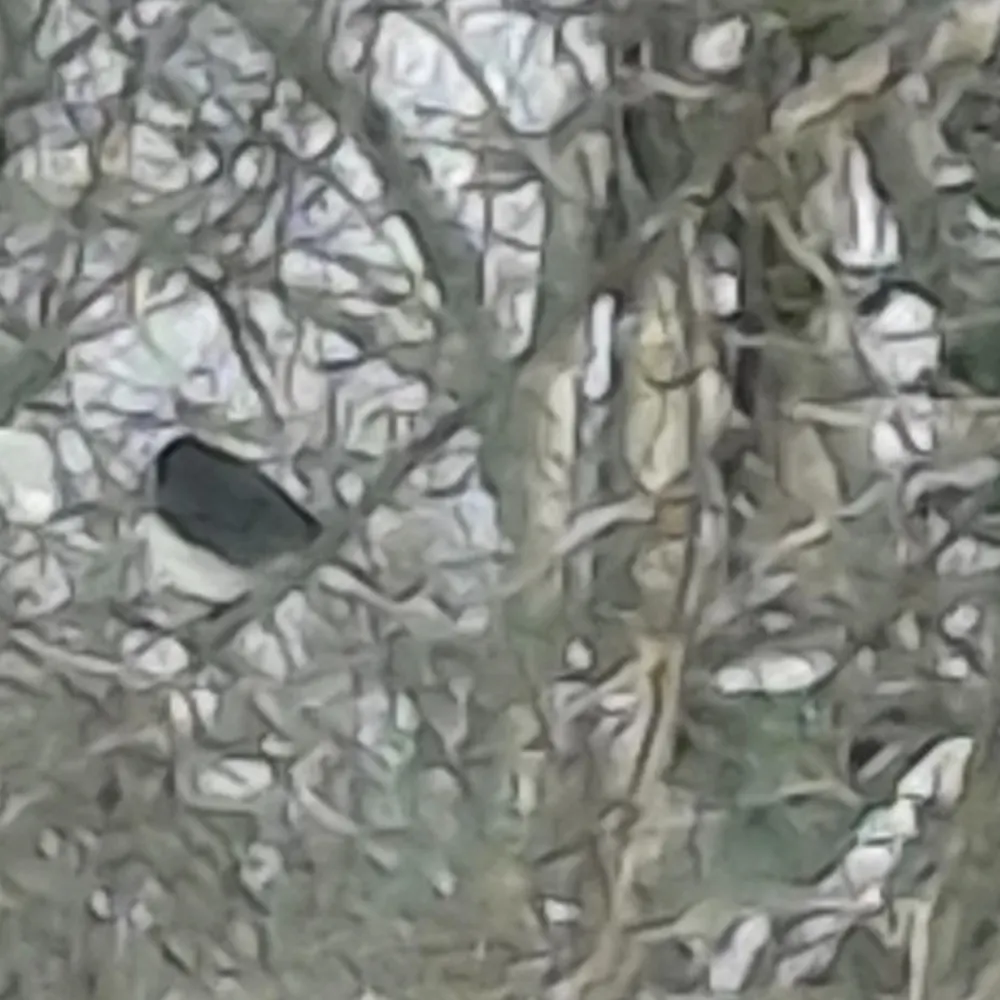 looseleave.bsky.social's profile picture