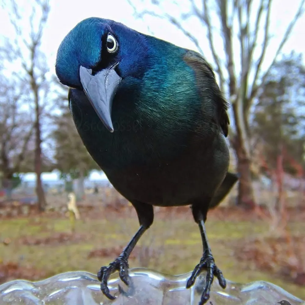 junebug72.bsky.social's profile picture