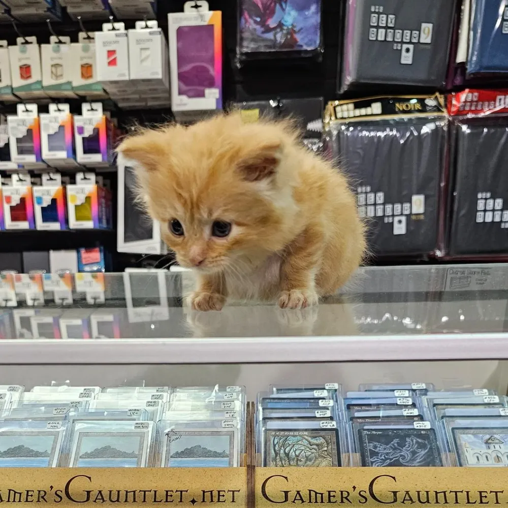 mochipupusa9.bsky.social's profile picture