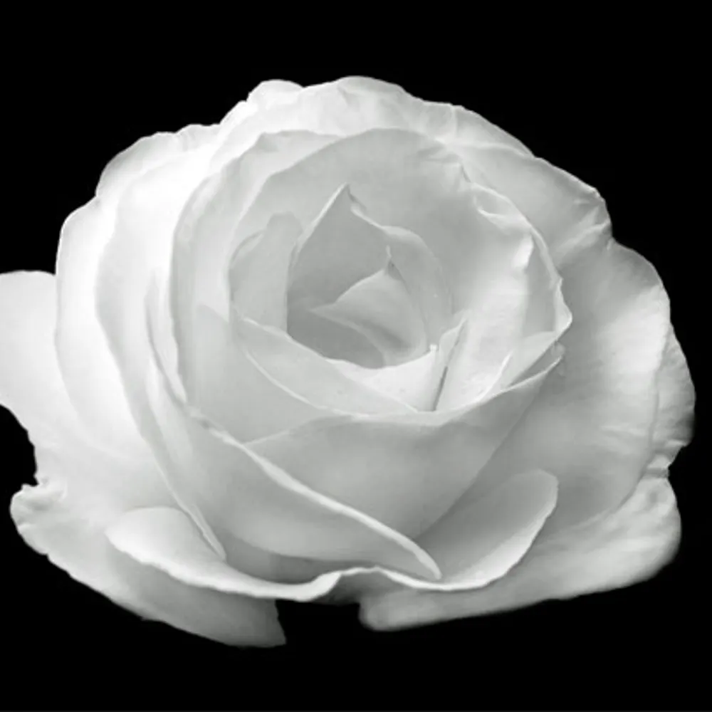 gripnoir.bsky.social's profile picture