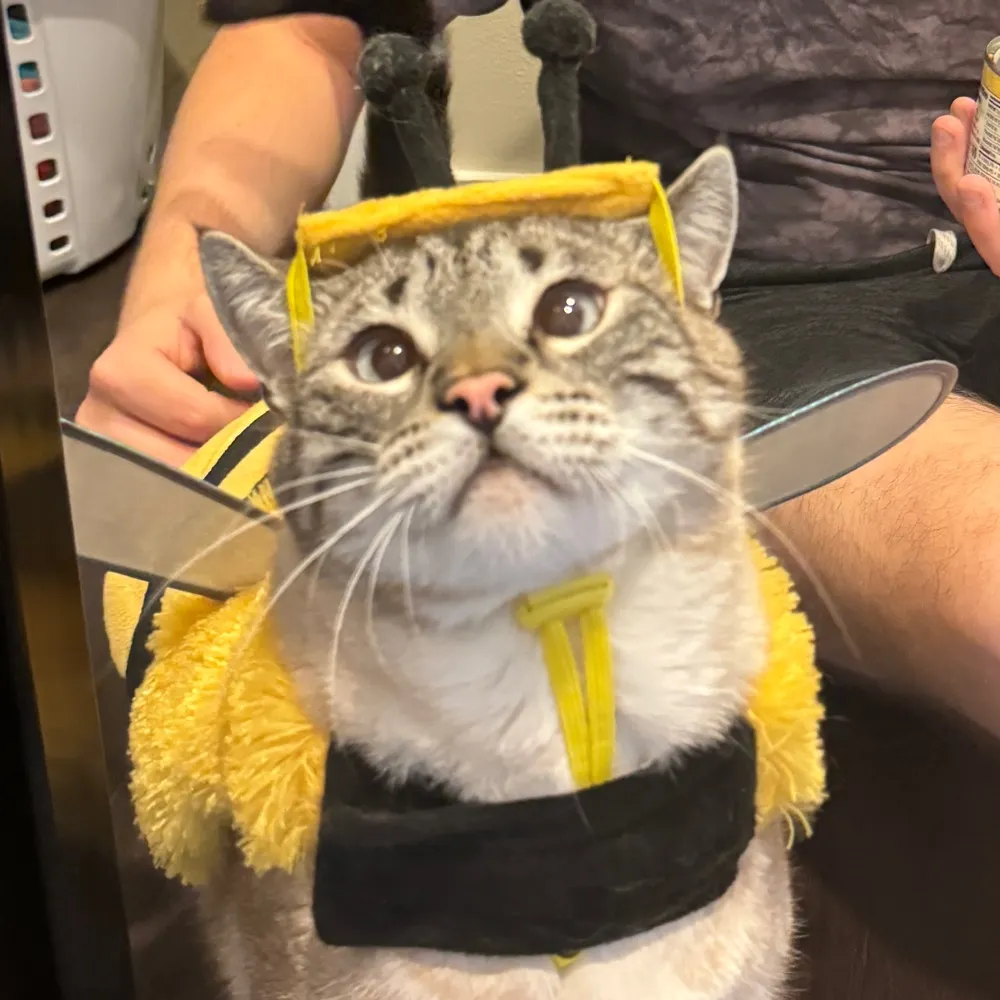 dogatcoup.bsky.social's profile picture