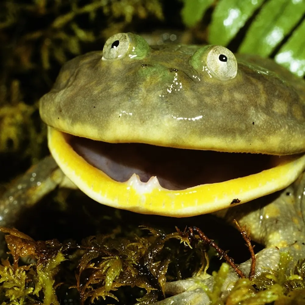 yodada.bsky.social's profile picture