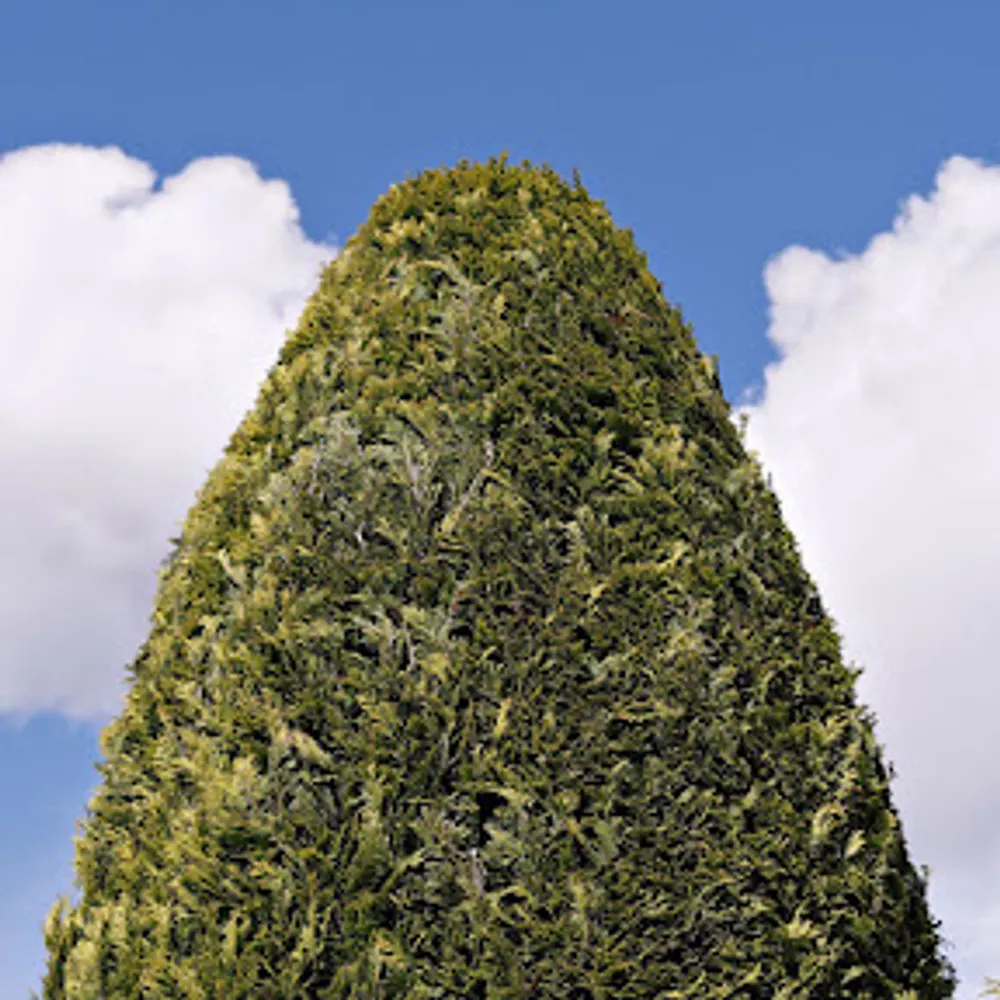 tshandy.bsky.social's profile picture