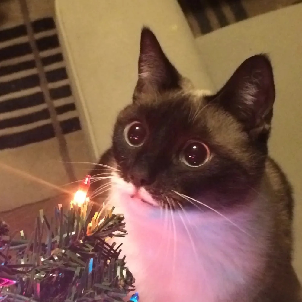 augustjpollak.bsky.social's profile picture