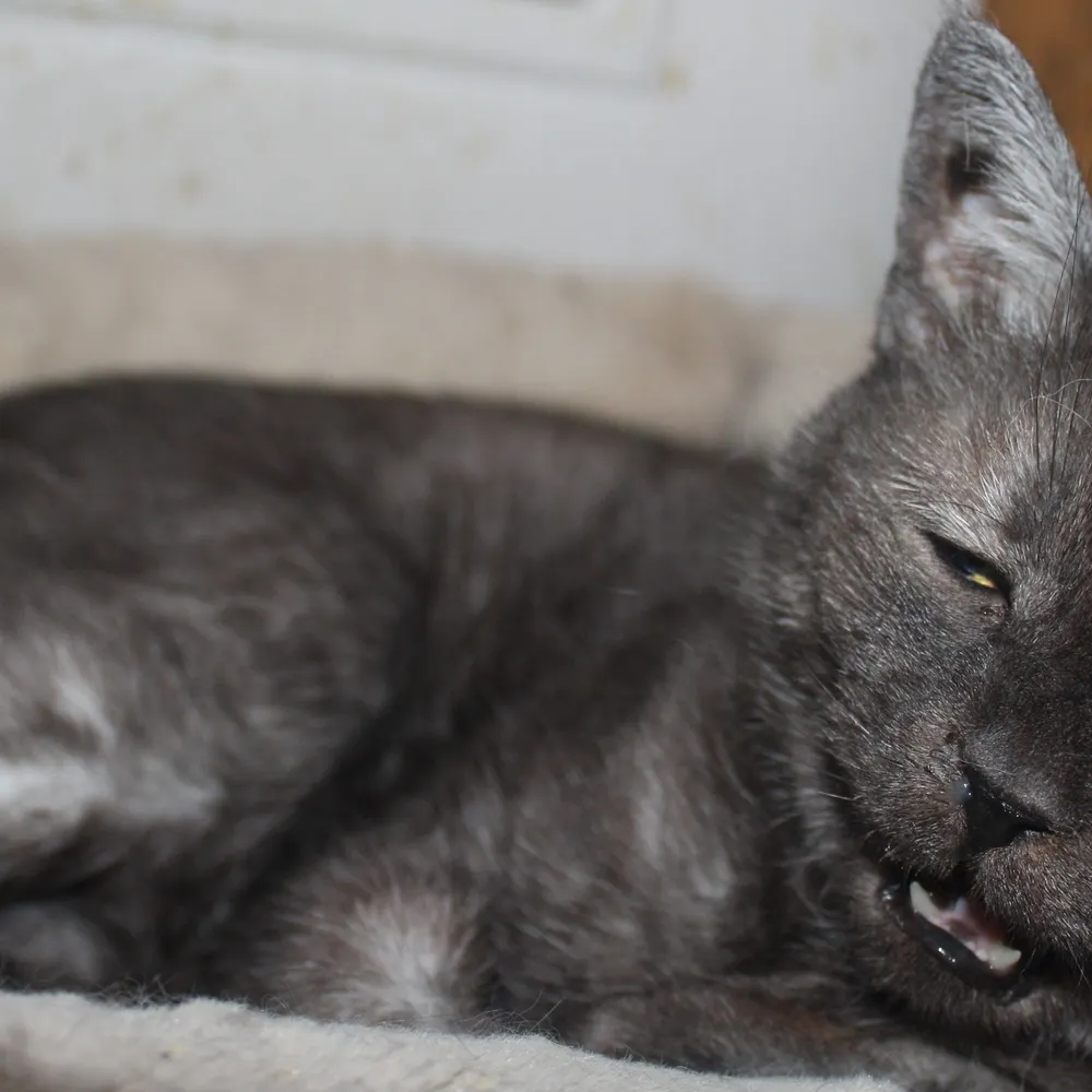 tehmud.bsky.social's profile picture