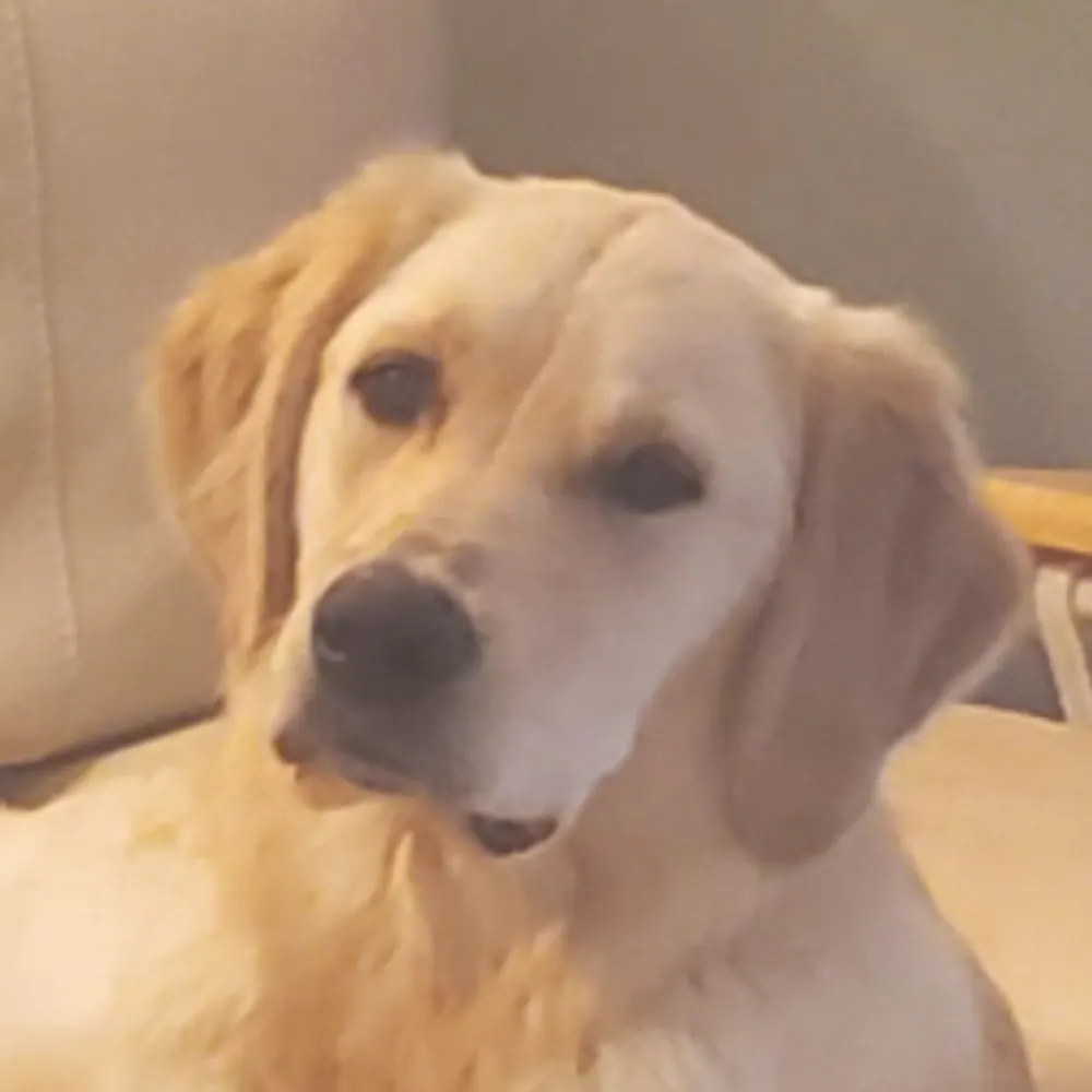 kobe1991.bsky.social's profile picture