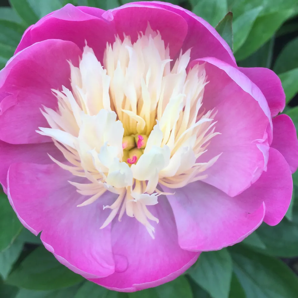 sheralabskysocial.bsky.social's profile picture