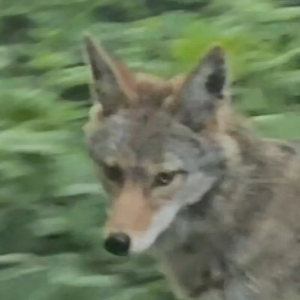 kozufox.bsky.social's profile picture