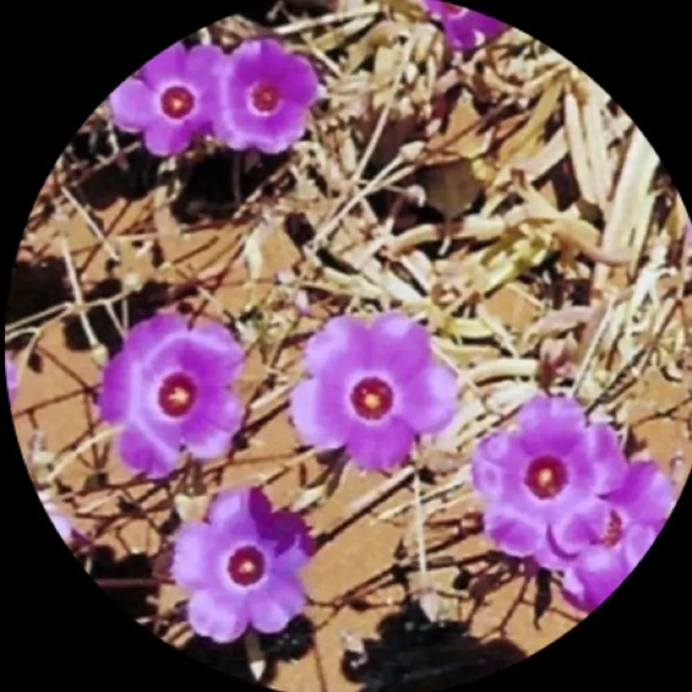 tweetyb.bsky.social's profile picture