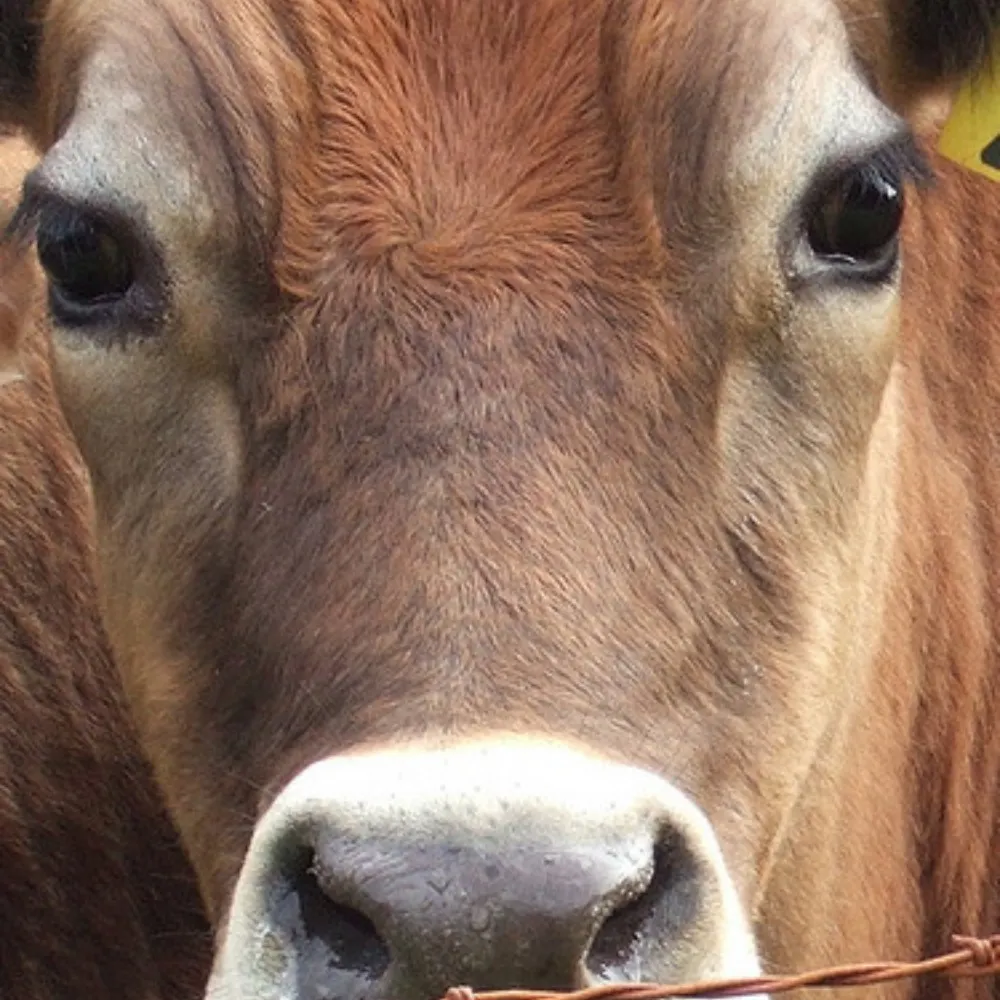 anguilline.bsky.social's profile picture