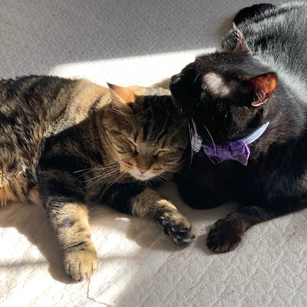 ckshowalter.bsky.social's profile picture