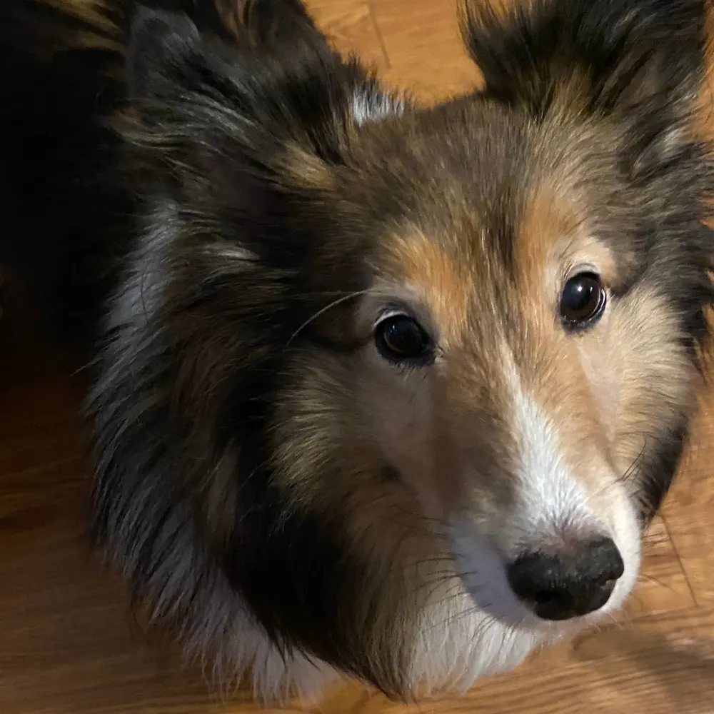 pipermomdiana.bsky.social's profile picture