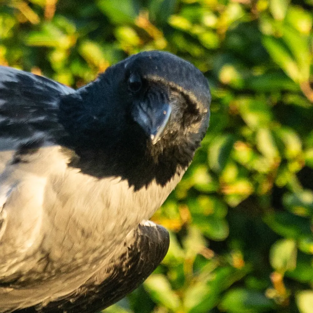 iainl7.bsky.social's profile picture