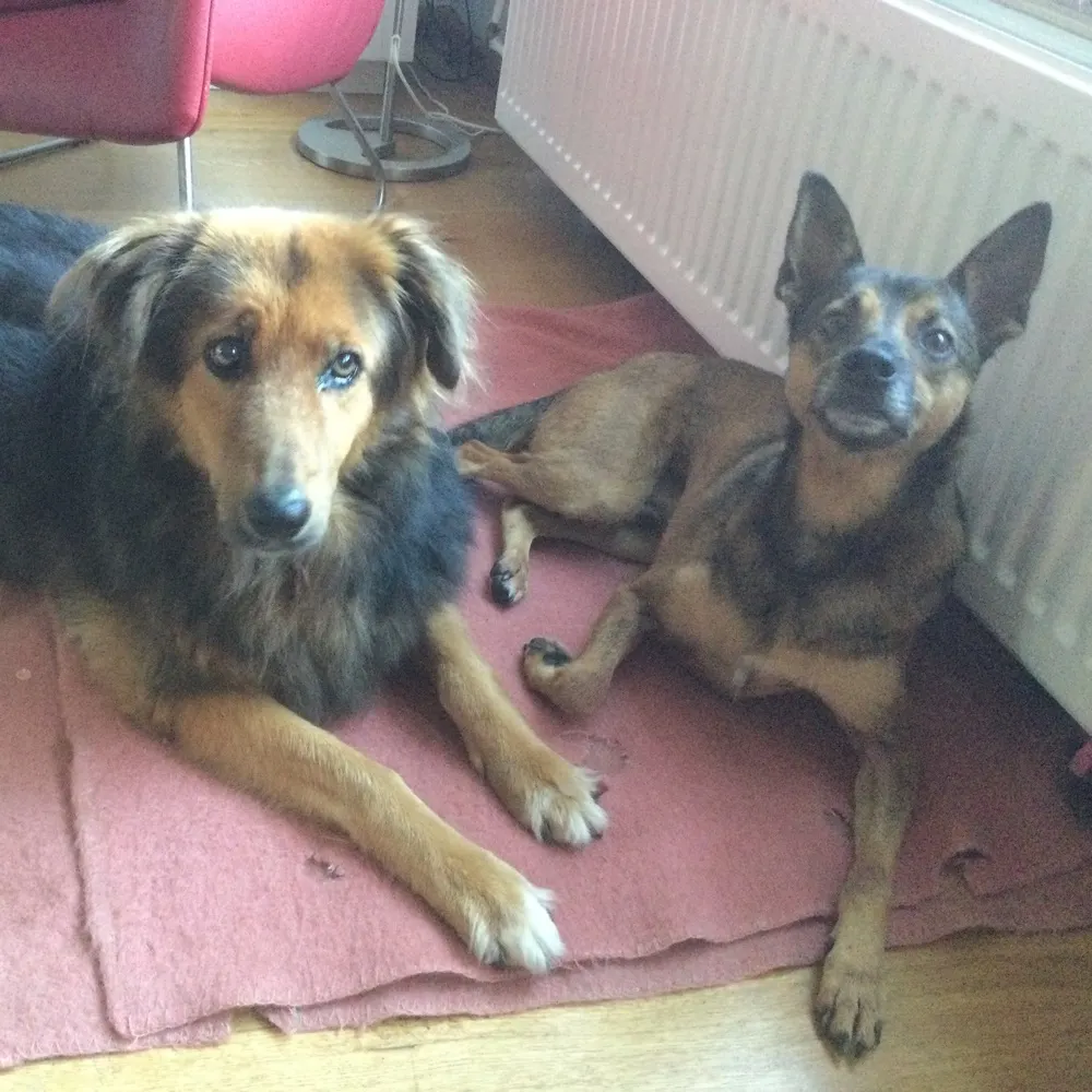 hylja58.bsky.social's profile picture