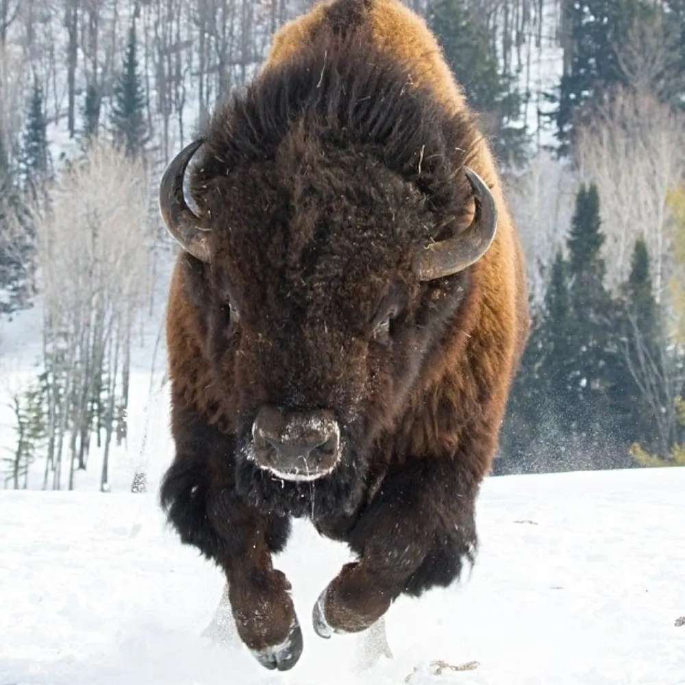 lionstigerswings.bsky.social's profile picture