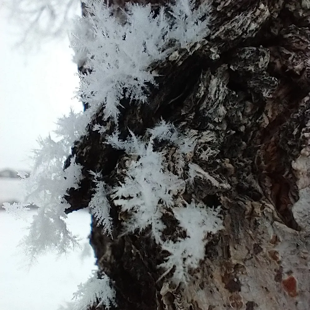 kuku-niele.bsky.social's profile picture