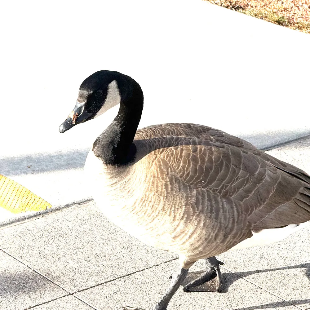 angelloti.bsky.social's profile picture