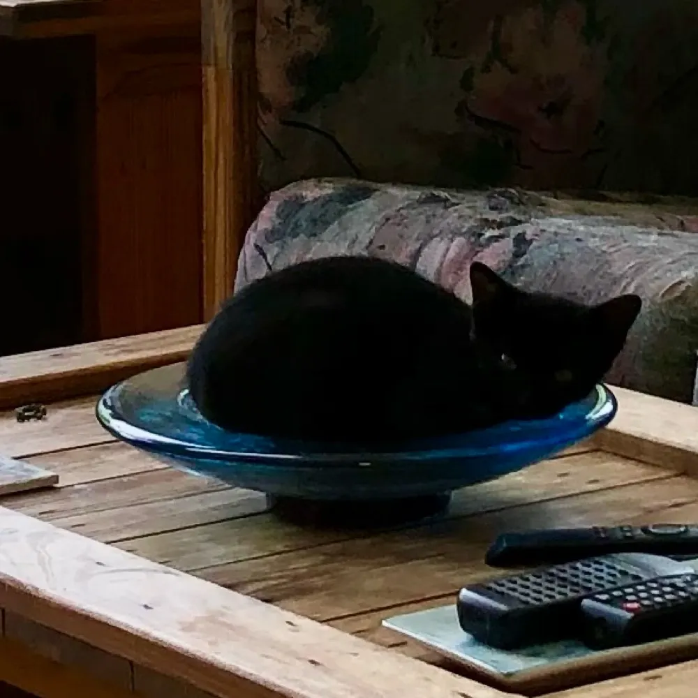 susanvcbrown.bsky.social's profile picture