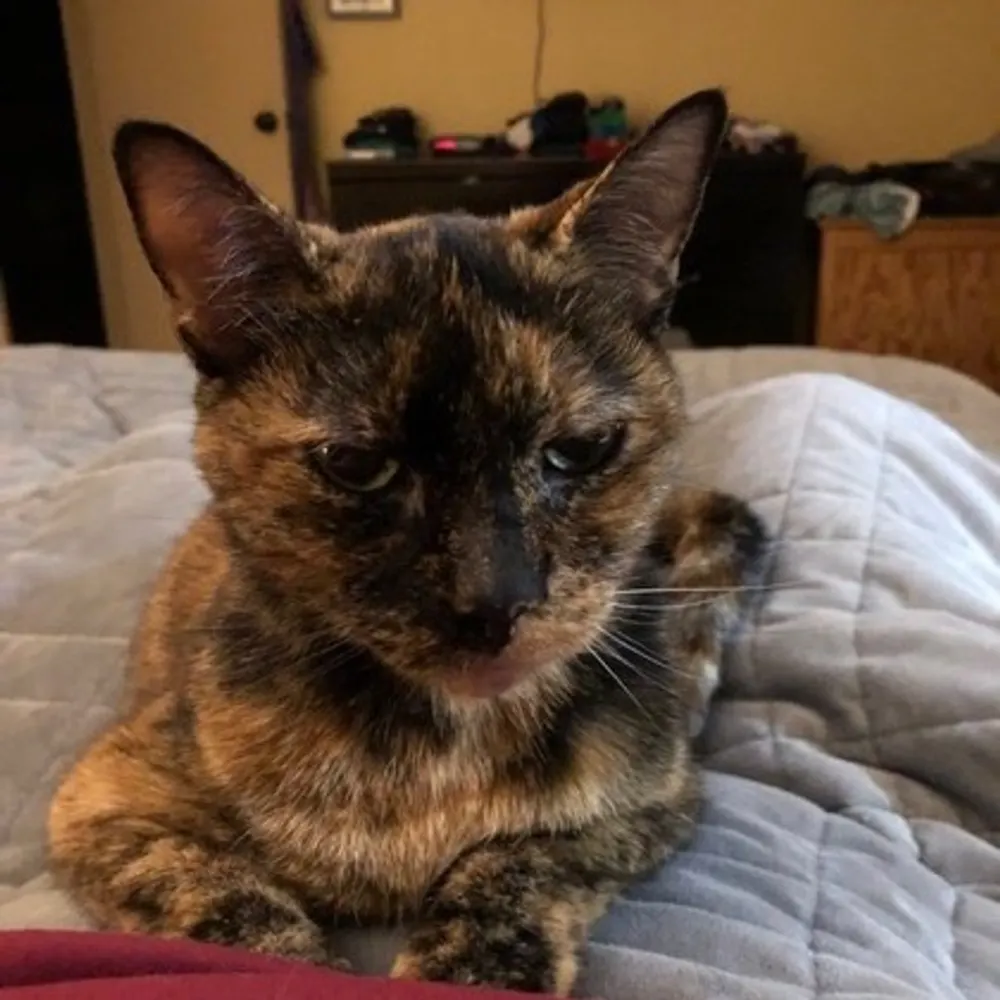 bastet8300.bsky.social's profile picture