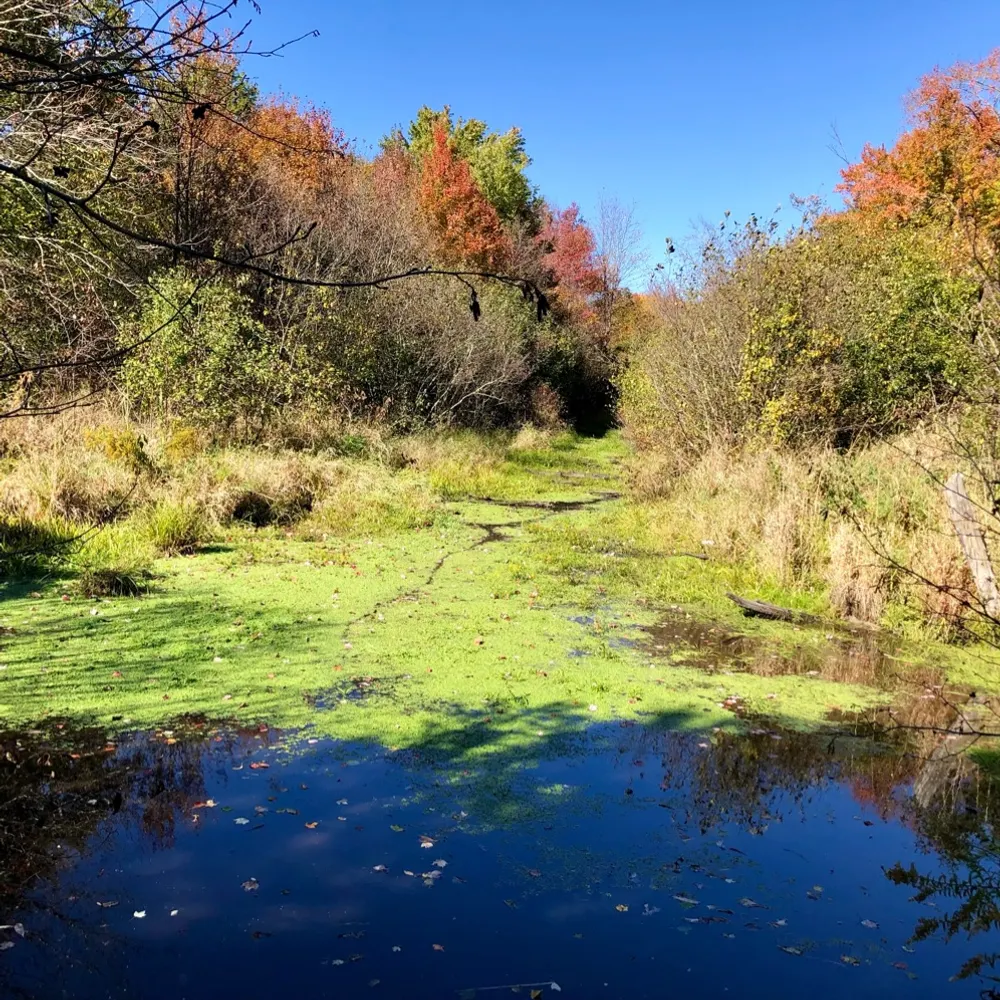 vernal3.bsky.social's profile picture