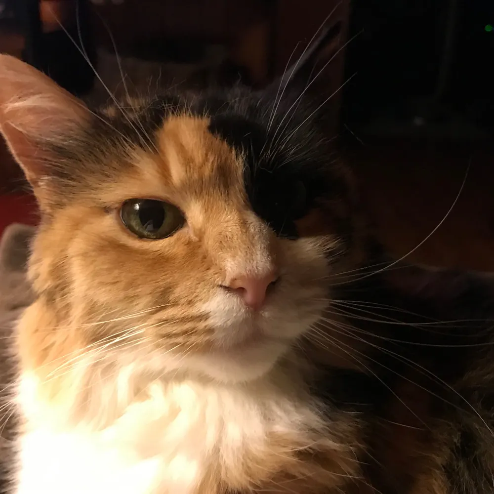 emmajeankitty.bsky.social's profile picture