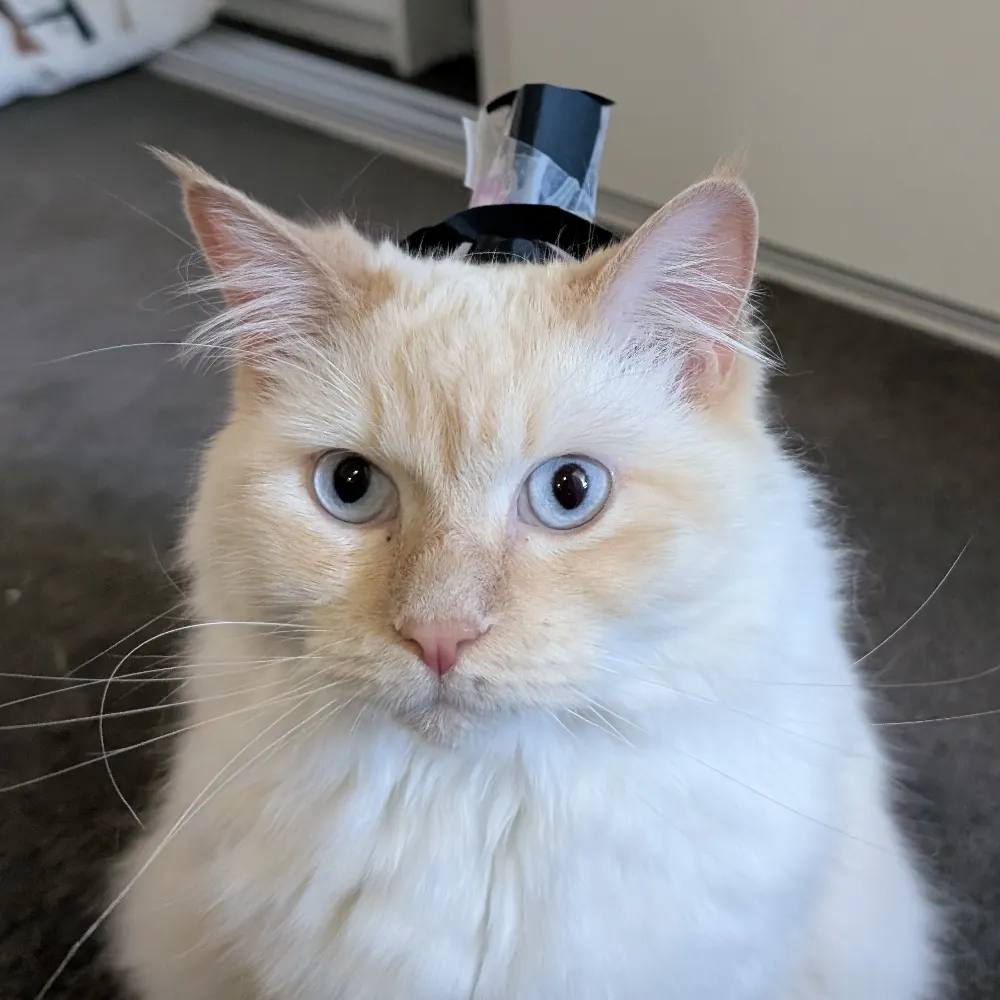 ramirof.bsky.social's profile picture