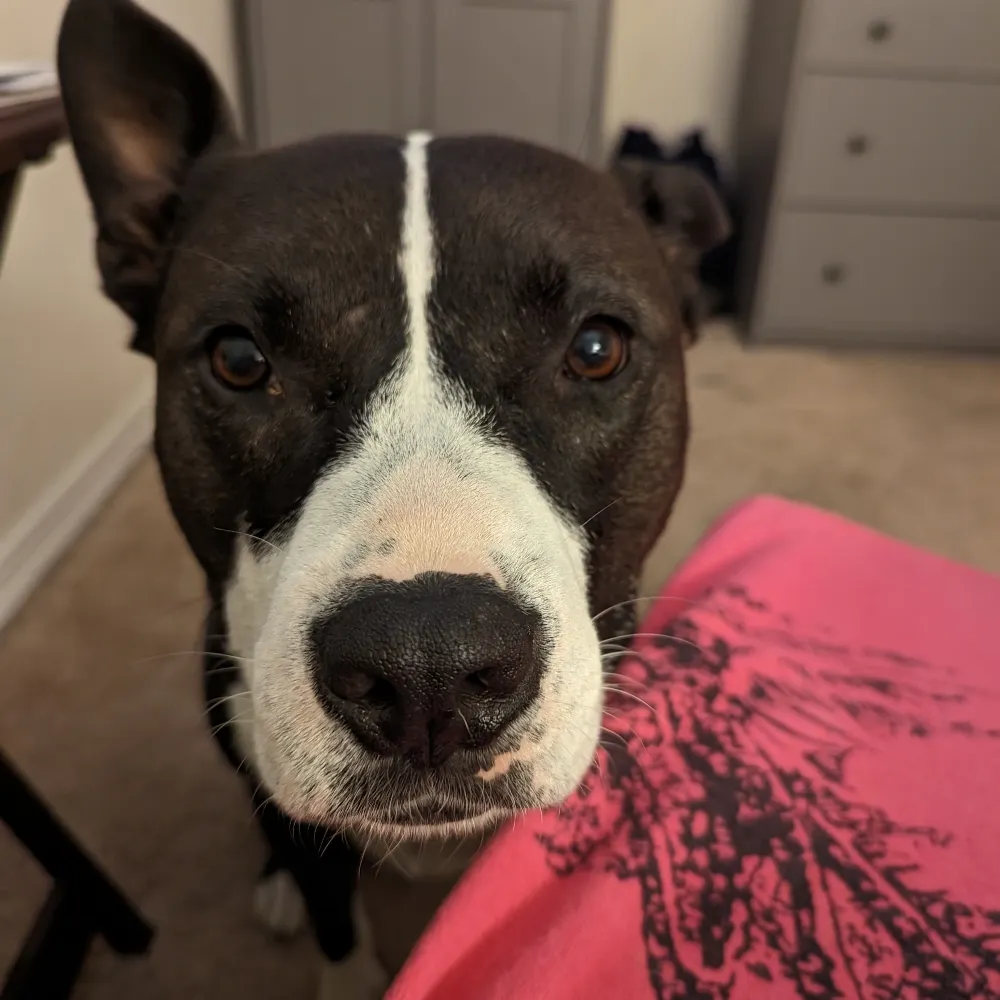 simple-truth.bsky.social's profile picture