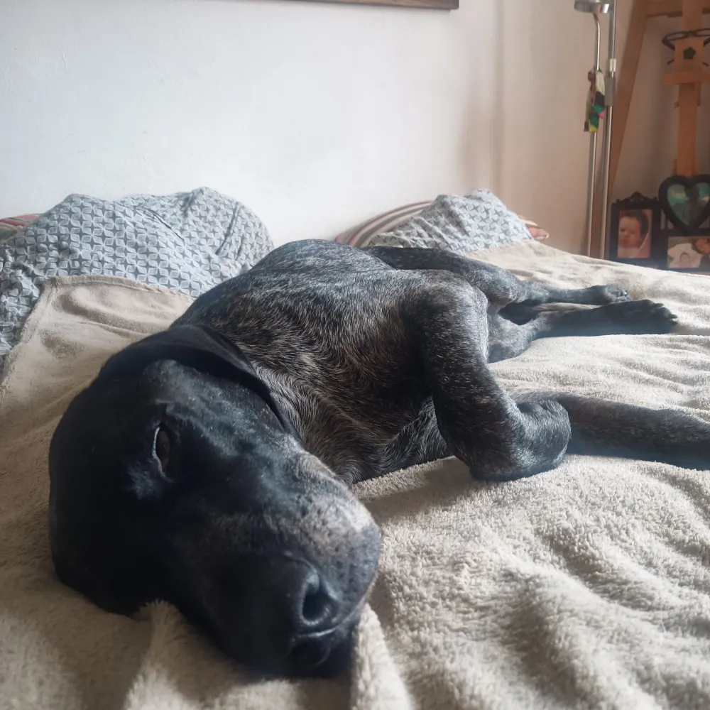 joschatt.bsky.social's profile picture