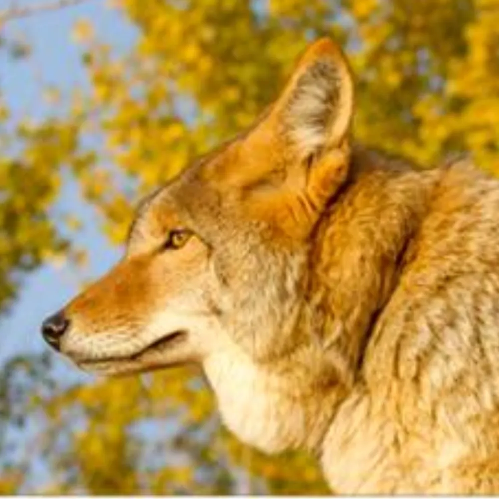 chrysalis4444.bsky.social's profile picture