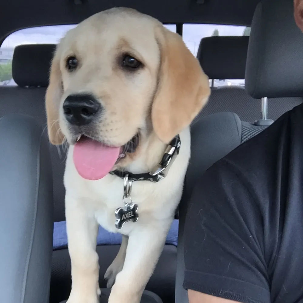 axelpdx.bsky.social's profile picture