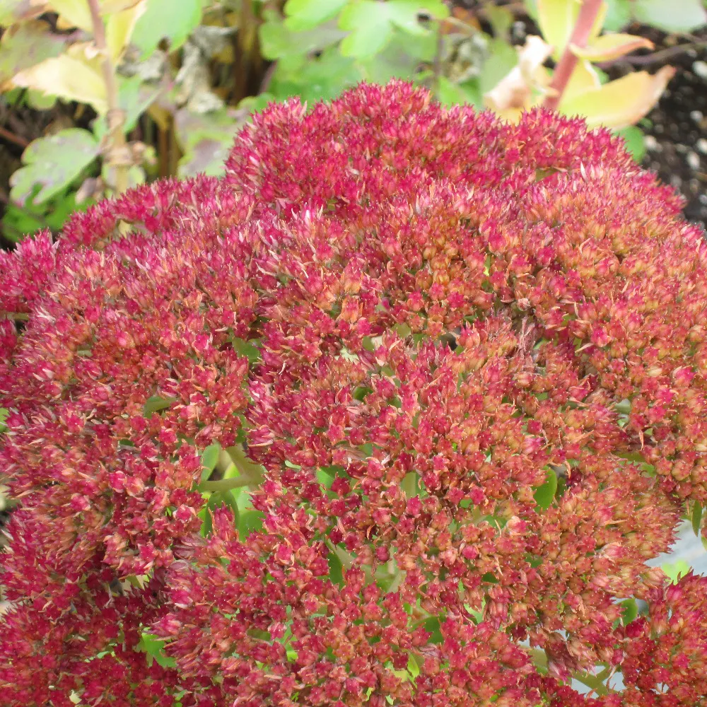 suesea7.bsky.social's profile picture