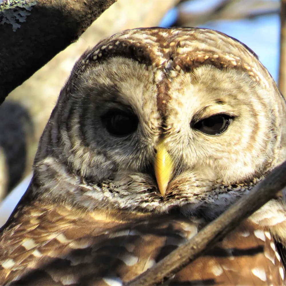 vwinsloe.bsky.social's profile picture