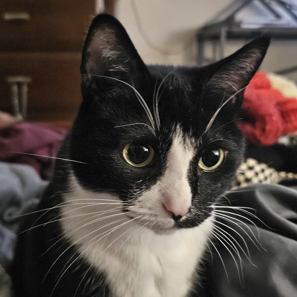 altjelly.bsky.social's profile picture