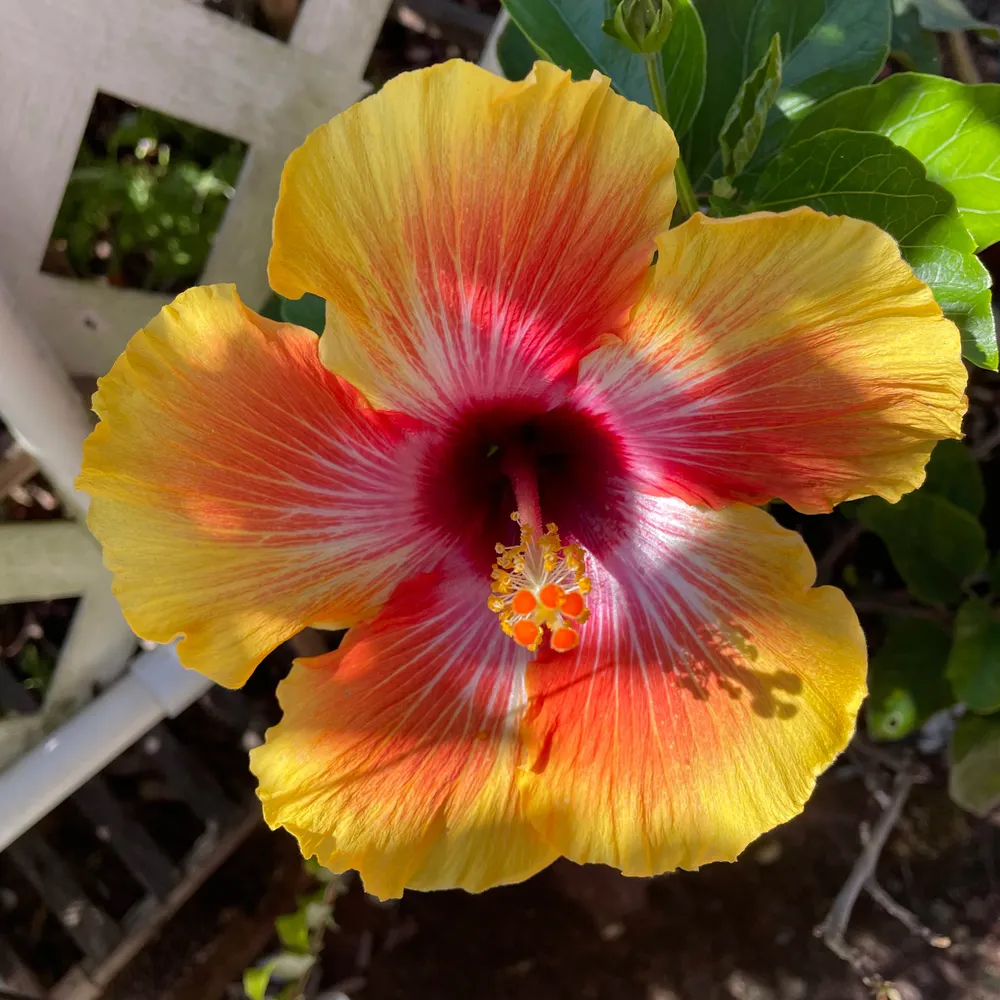 funnybunnykitty.bsky.social's profile picture