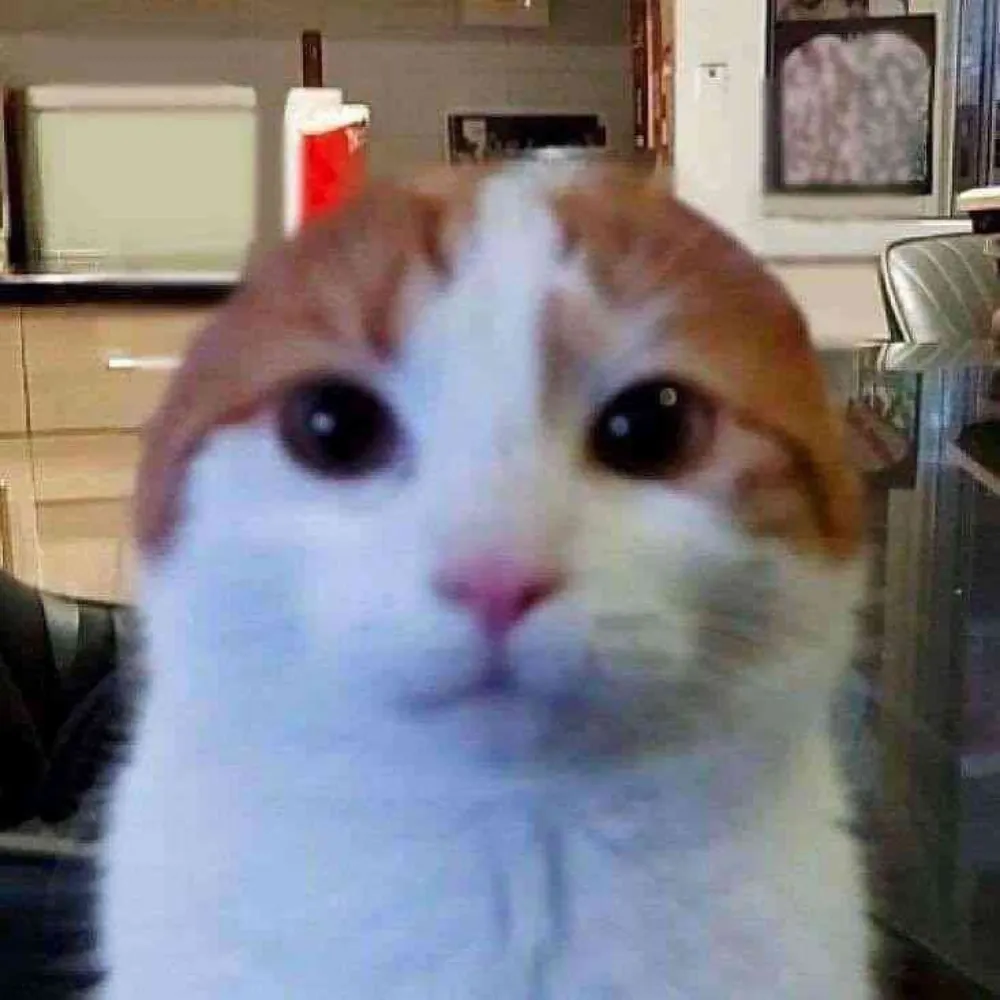 frijole0bean.bsky.social's profile picture