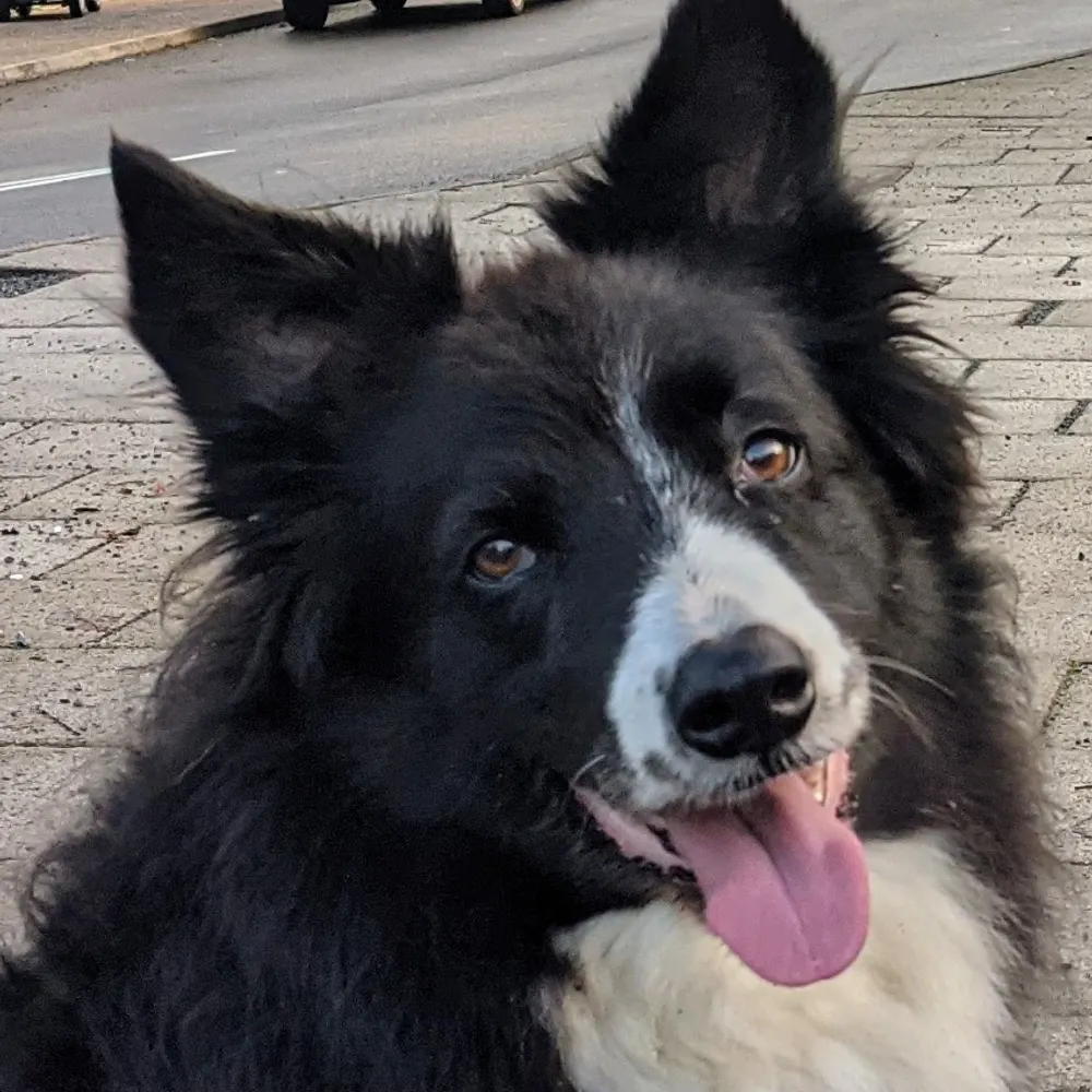 blazespage.bsky.social's profile picture